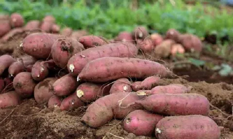 Sẵn sàng cho lô khoai lang đầu tiên xuất khẩu sang Trung Quốc