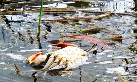 Cua chết trên diện rộng, người nuôi cua ở Cà Mau "đứng ngồi không yên"