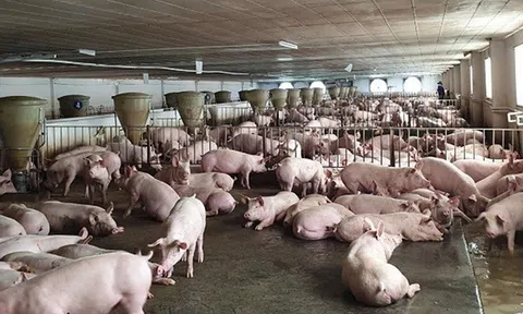 Chăn nuôi an toàn sinh học: Hướng phát triển bền vững