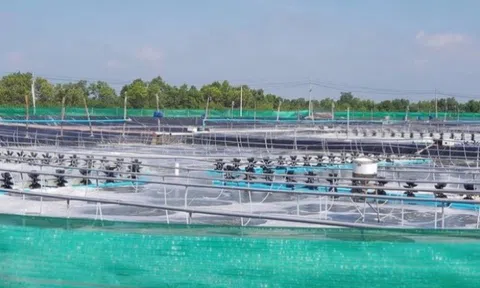 Bình Định gọi vốn 1.500 tỷ làm khu nuôi tôm công nghệ cao rộng 230ha