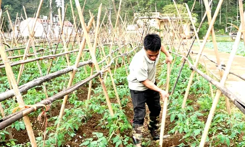 Phong trào nông dân làm kinh tế giỏi ở Quản Bạ