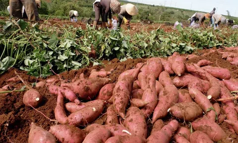 70 vùng trồng khoai lang của Việt Nam đủ điều kiện xuất khẩu sang Trung Quốc