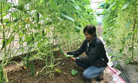 Nông nghiệp đô thị: Xu thế tất yếu, hiện đại