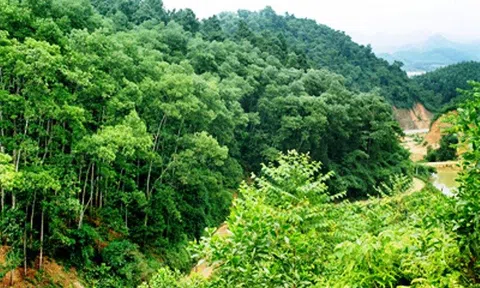 Phát triển lâm nghiệp bền vững giai đoạn 2021-2025 trong chiến lược tăng trưởng xanh Việt Nam