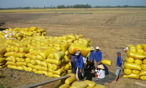 Nguồn cung giảm, giá gạo xuất khẩu Việt Nam tăng lên mức cao nhất 2 năm qua