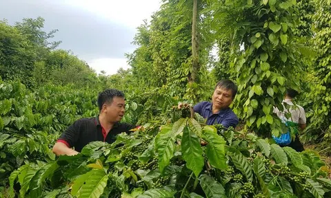 Tăng trưởng xanh: Tiền đề để phát triển bền vững