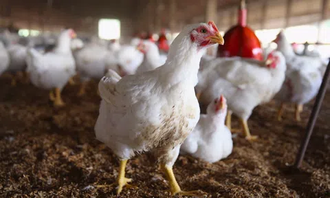 Tìm giải pháp gỡ khó, phát triển chăn nuôi gia cầm trong tình hình mới