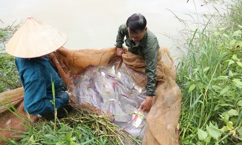 Đắk Lắk: Nông dân thuần hóa thành công loài cá ví như "thủy quái" ở sông Sêrêpốk