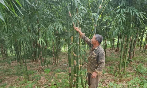 Nông dân thu tiền tỷ nhờ trồng tre