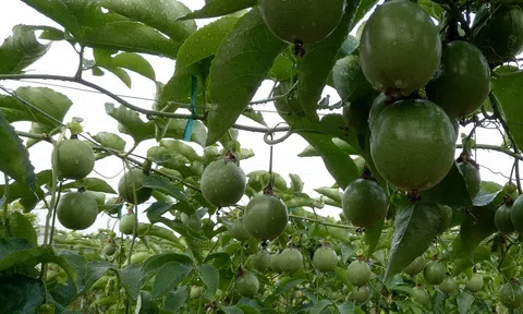 Triển vọng làm giàu từ mô hình trồng chanh leo