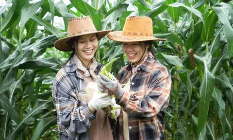 Cô gái trẻ vực dậy giống ngô sắp thất truyền của Lạng Sơn