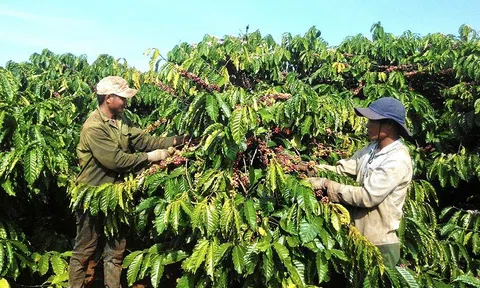 Xây dựng thương hiệu, nâng cao chất lượng cà phê