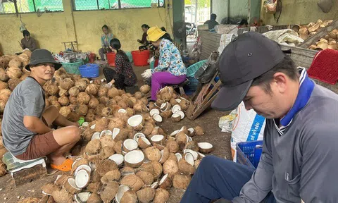 Bến Tre: Giá dừa khô tăng mạnh trở lại sau hơn hai năm 'tụt dốc'