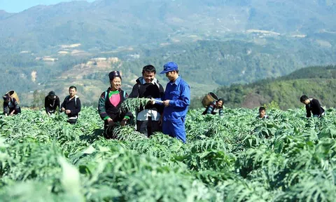 Phát huy lợi thế tham gia thị trường dược liệu toàn cầu