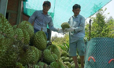 Tiền Giang: Sầu riêng giảm giá, nhà vườn vẫn vui vì lãi khá