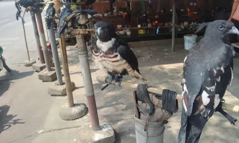 Vụ “Công khai rao bán chim rừng trái phép”: Xử phạt hành chính 01 hộ bán chim, thả 10 cá thể chim hoang dã về tự nhiên