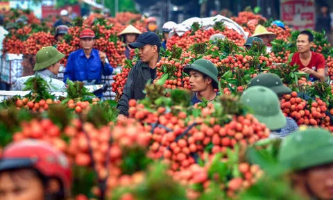 201 thương nhân Trung Quốc đăng ký thu mua vải thiều Bắc Giang