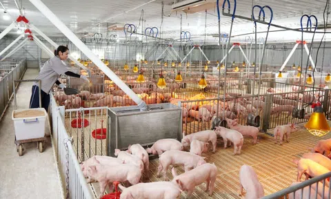 BaF Việt Nam: Giá heo hơi đang phục hồi, cảnh báo thị trường thịt heo sẽ cạnh tranh khốc liệt thời gian tới