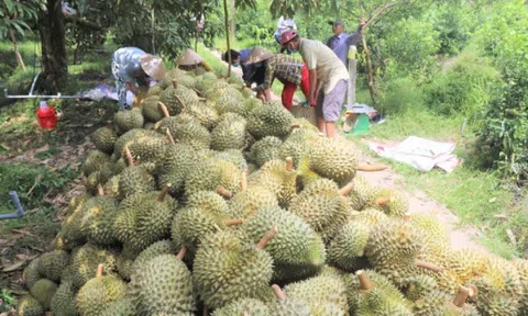 Tăng cường quản lý mã số vùng trồng đối với sản phẩm trồng trọt