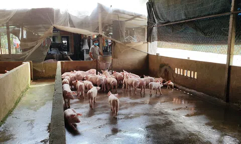 Giá heo thấp, giá thức ăn chăn nuôi tăng, nhiều hộ chăn nuôi “treo chuồng” vì thua lỗ