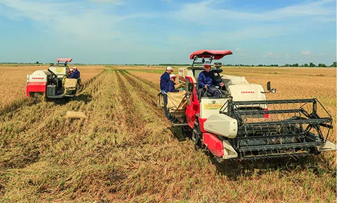 Gạo Trung An: Lợi nhuận giảm mạnh, nợ nhiều hơn vốn chủ sở hữu
