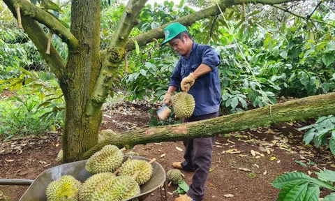 Thêm 47 mã số vùng trồng và 18 cơ sở đóng gói sầu riêng đạt yêu cầu xuất khẩu sang Trung Quốc