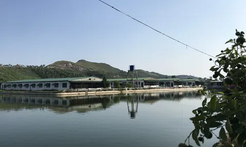 Thu nhập hơn 3 tỷ đồng/năm nhờ áp dụng mô hình nuôi lợn khép kín