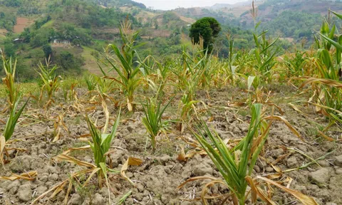 Sản xuất nông nghiệp có nguy cơ ảnh hưởng nghiêm trọng bởi thiên tai