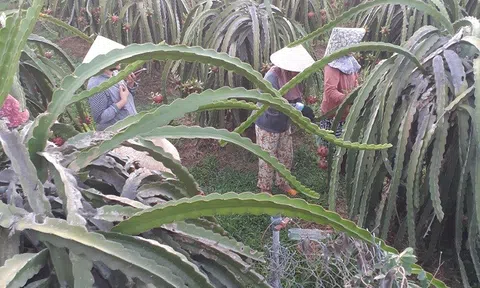 Bình Thuận: Thú vị nghề “làm đẹp” cho trái thanh long