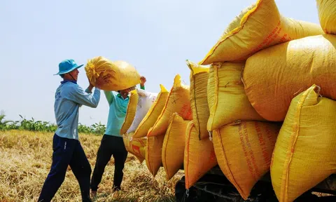 Chiến lược phát triển thị trường xuất khẩu gạo Việt Nam đến năm 2030