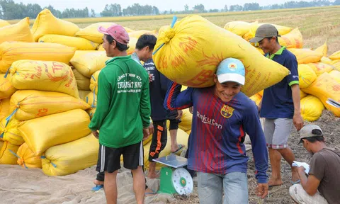 Giá gạo xuất khẩu tăng cao nhất 10 năm qua