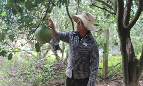 Ninh Thuận: Bưởi da xanh Phước Bình đủ điều kiện xuất khẩu sang Mỹ