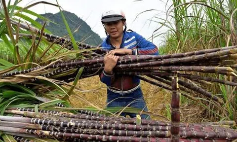 Dự báo giá đường tăng 12%, doanh nghiệp mía đường nào hưởng vị "ngọt" nhất?