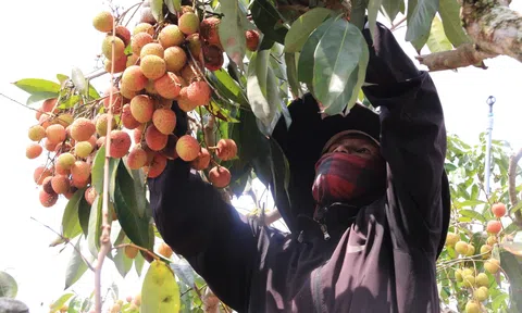 "Xuất ngoại" sang Anh, vải u hồng Việt Nam được bán với giá hơn 400.000 đồng/kg