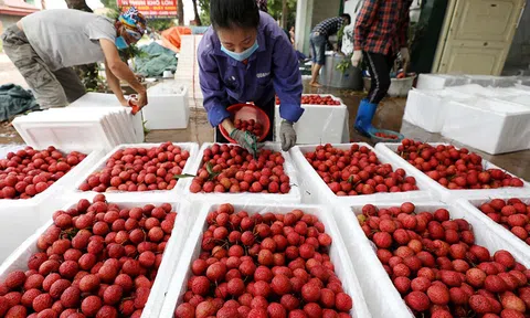 Xuất khẩu lô vải thiều tươi đầu tiên sang Trung Quốc qua đường sắt liên vận quốc tế