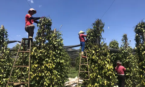 Xuất khẩu hồ tiêu vào Hoa Kỳ và EU có xu hướng giảm
