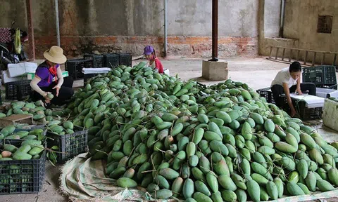 Sơn La: Nông dân Mường La tất bật thu hoạch, tiêu thụ xoài