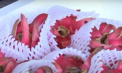 Sản phẩm thanh long ruột đỏ của Sơn La chinh phục thị trường thế giới