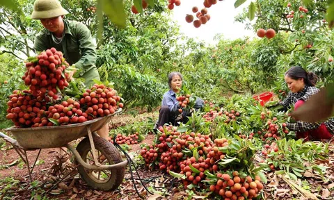 Vải thiều Việt Nam tiếp tục khẳng định thương hiệu tại các thị trường khó tính trên thế giới