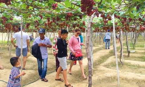 Phát triển giá trị cây nho và sản phẩm từ nho