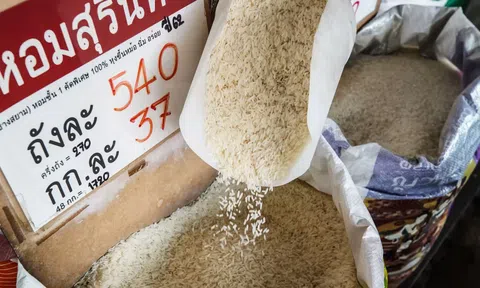 Xuất khẩu gạo của Thái Lan có thể vượt 8 triệu tấn trong năm 2023
