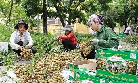Mã số vùng trồng tăng cơ hội xuất khẩu cho nông sản