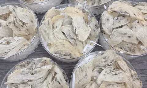 Bộ NN&PTNT: Nuôi chim yến có giá trị kinh tế cao nhưng còn nhiều bất cập