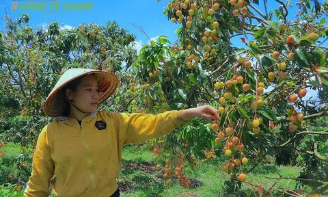 Nông dân Tây Nguyên làm giàu từ trồng vải u hồng