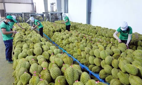 Xuất khẩu sầu riêng tăng trưởng mạnh