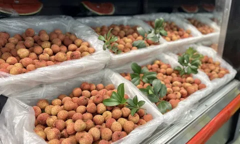 Vải thiều Bắc Giang được bán với giá gần 800.000 đồng/kg tại Mỹ