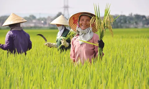 Giá gạo xuất khẩu tăng 5 USD/tấn