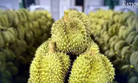 Xuất khẩu sầu riêng Thái Lan sang Trung Quốc tăng vọt nhờ giao thông