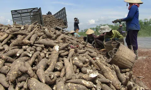 Xuất khẩu sắn và các sản phẩm từ sắn sang một số thị trường tăng trưởng mạnh