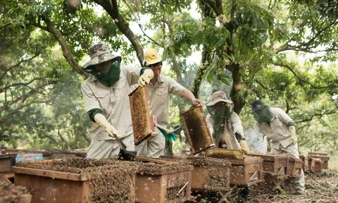 Độc đáo sản phẩm mật ong chế biến từ nông sản và thảo dược